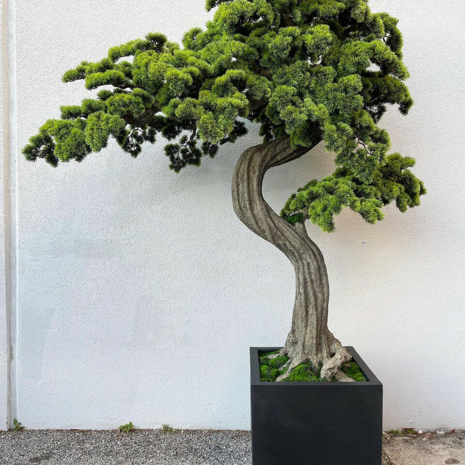 Large Bonsai in Block M Plant Pot