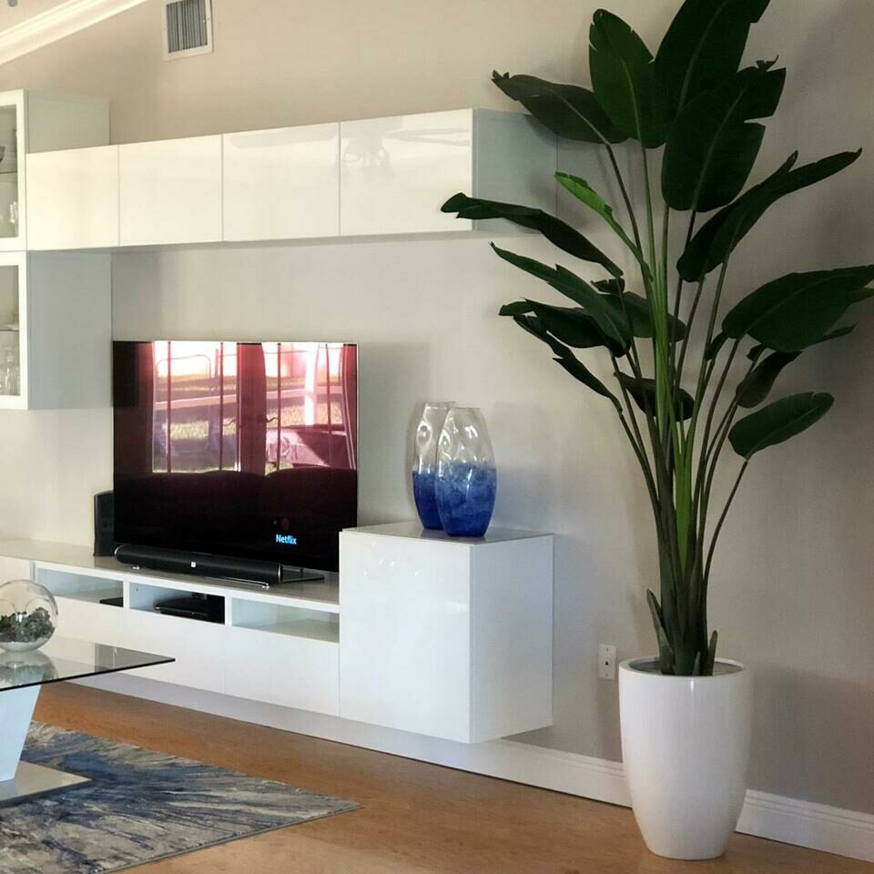 2.7 m Bird of Paradise Plant with Ben Planter in Glossy White