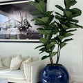 30' Blue Globe Planter with Fiddle Leaf Fig