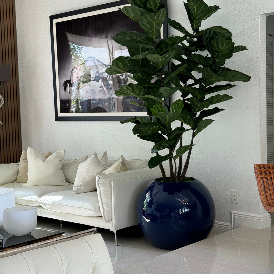 30″ Blue Globe Vase with Fiddle Leaf Fig