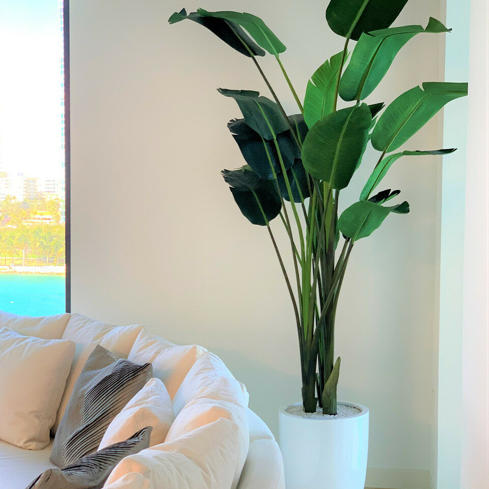2.7 m Bird of Paradise Plant with Ben Planter in Glossy White