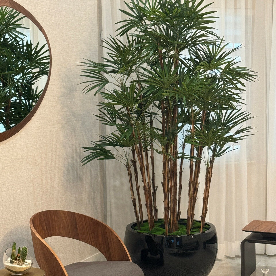 Black Terragona Pot with Lady Palm