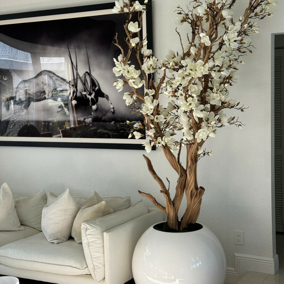 White magnolia tree in shiny white globe pot, 76 cm